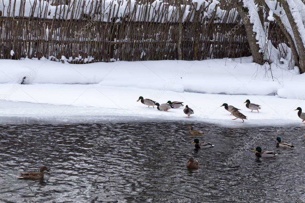 Russia, Tatarstan, Kazan. Wintering wild ducks on the Blue Lake, which does not freeze in winter