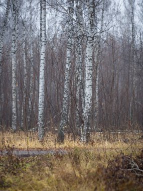 geç sonbaharda ağaçlarda beyaz huş ağacı