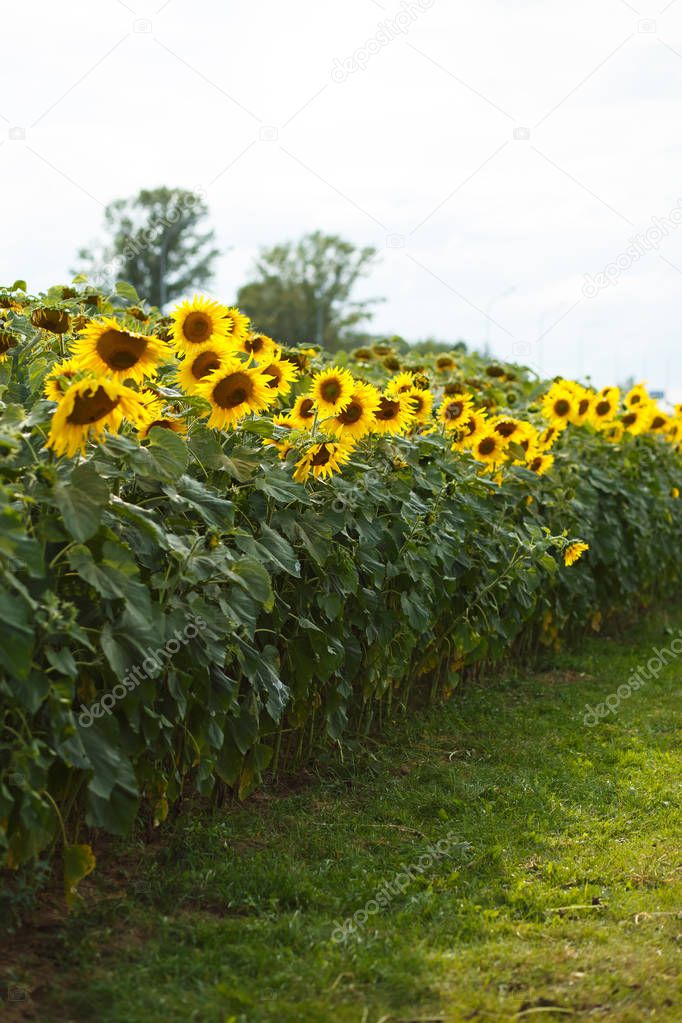 Avenue of sunflowers in the city for beauty