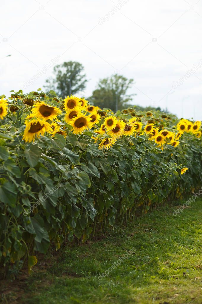 Avenue of sunflowers in the city for beauty
