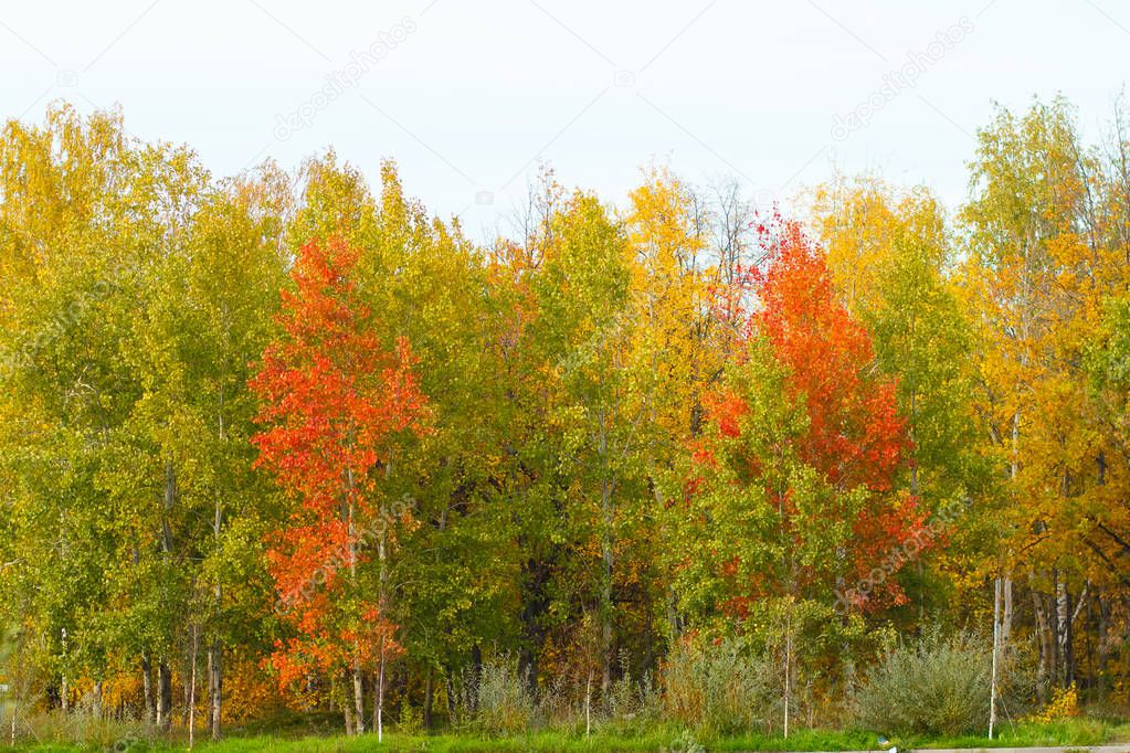 trees from autumn forest in multicolored colors