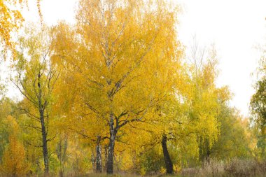 çok renkli renklerde sonbahar ormandaki ağaçlar