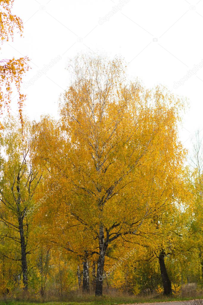 trees from autumn forest in multicolored colors