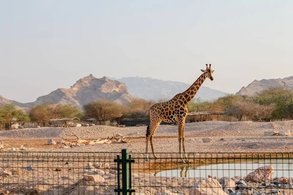 Giraffa Africana Sullo Sfondo Del Deserto — Foto Stock