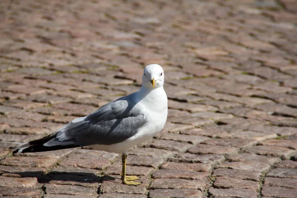 Single Gull City Sidewalk — Stock Photo, Image