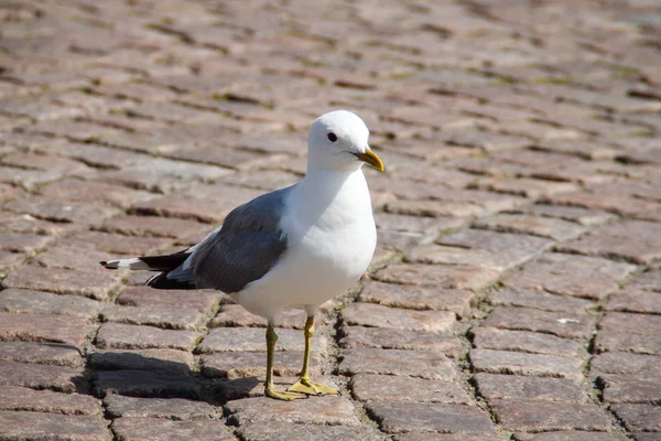 Único Gull Calçada Cidade — Fotografia de Stock