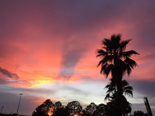 La palma con el cielo rosado al atardecer en el fondo —  Fotos de Stock