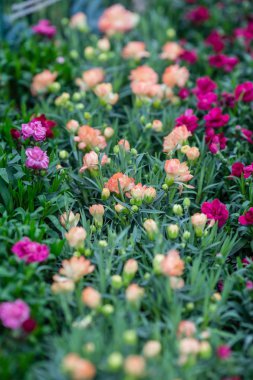 bir çiçek dükkanının rafında tencere bahar çiçekleri
