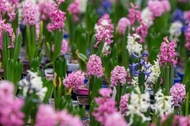 bir çiçek dükkanının rafında tencere bahar çiçekleri