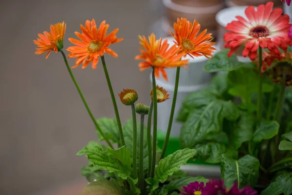 Flores de primavera em vasos na prateleira de uma loja de flores — Fotografia de Stock