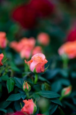 bir çiçek dükkanının rafında tencere bahar çiçekleri