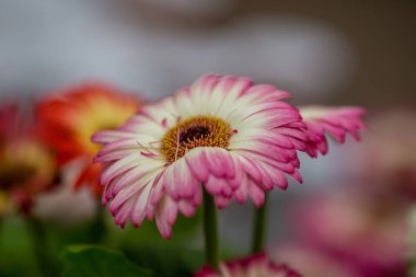 çiçekçi dükkanında tezgahta çiçek gerbera