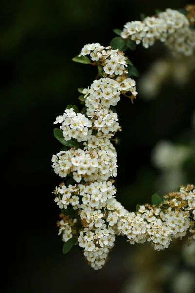 Цветы из viburnum — стоковое фото