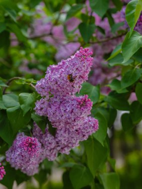 Parkta güneşli bir günde bulanık bir arka plan ile Leylak dalları