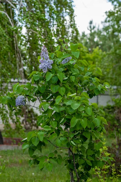 Brindilles Lilas Avec Fond Flou Par Une Journée Ensoleillée Dans — Photo