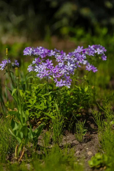 Phlox Szydlasty Kwitnące Maju Ogrodzie Wiosną Słoneczne Dni — Zdjęcie stockowe