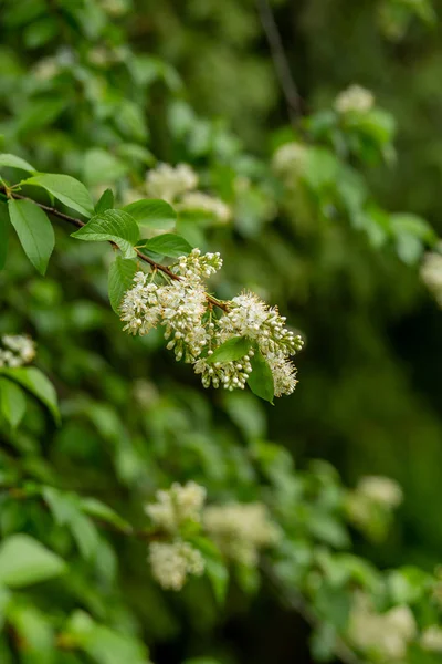 Raminhos Cereja Pássaro Florido Parque Com Fundo Borrado — Fotografia de Stock