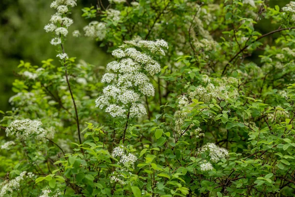 twigs of a flowering shrub in a park with blurry background