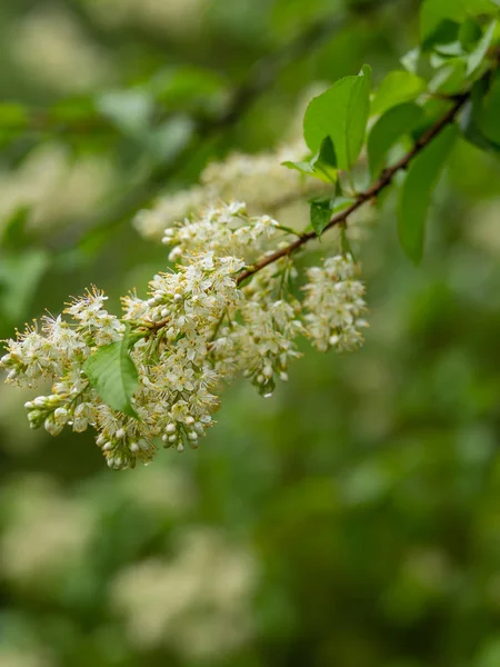 ぼやけた背景を持つ公園で開花鳥の桜の小枝 ストック画像