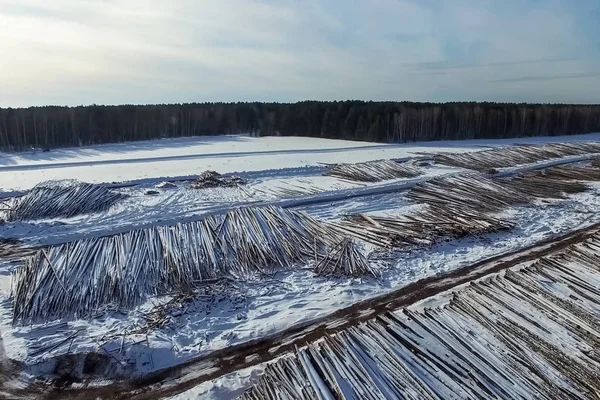 Gekapte Bomen Liggen Onder Blote Hemel Ontbossing Rusland Vernietiging Van — Stockfoto