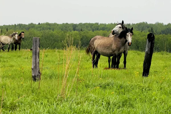 Manada Caballos Está Pastando Claro Bosque Pasto Caballos —  Fotos de Stock