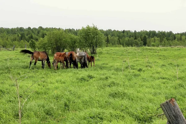 Manada Caballos Está Pastando Claro Bosque Pasto Caballos —  Fotos de Stock