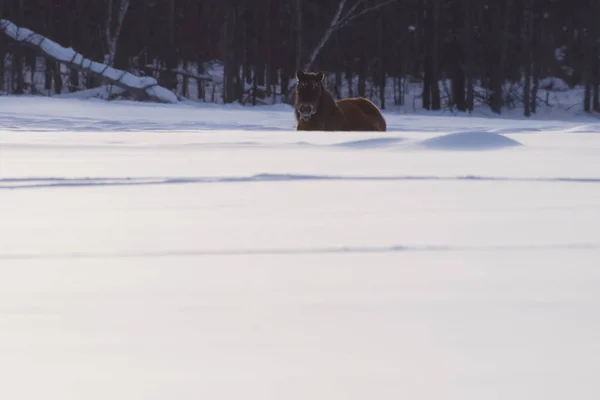 Якутська Коней Зимовий Період Снігу Порода Коней Якутська — стокове фото
