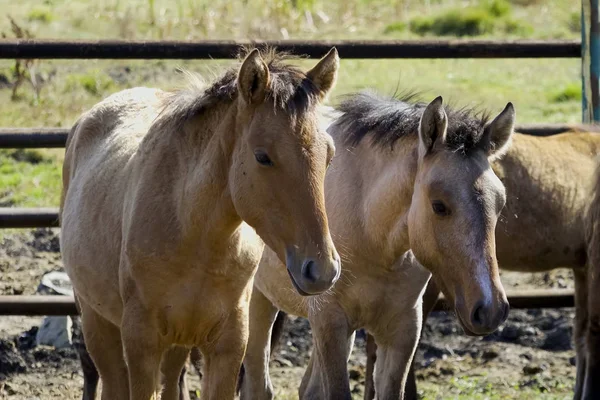 Los Caballos Están Corral Caballos Espacio Cercado —  Fotos de Stock