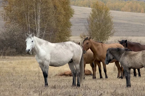 牧草地 放牧馬の秋の馬の群れ — ストック写真