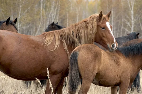 Manada Caballos Otoño Los Pastos Caballos Pastoreo —  Fotos de Stock