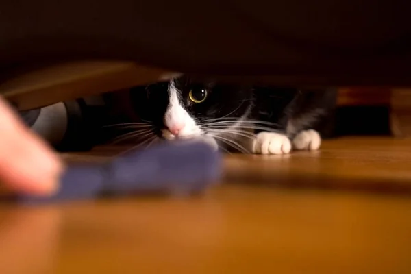 Black White Cat Plays Owner Cat Sofa — Stock Photo, Image