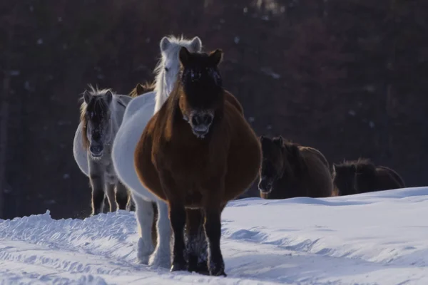 Yakut Pferde Winter Schnee Die Rasse Der Yakut Pferde — Stockfoto
