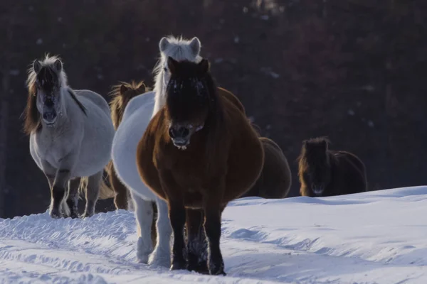 Caii Yakut Timpul Iernii Zăpadă Rasa Cailor Yakut — Fotografie, imagine de stoc