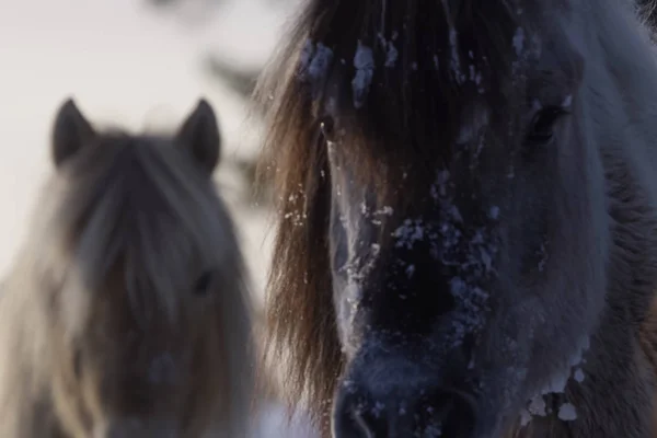 雪の中の冬のヤクート馬 ヤクート語馬の品種 — ストック写真