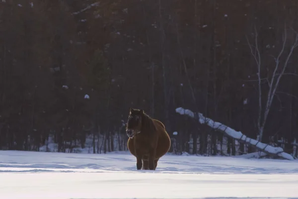 Cavalli Yakut Inverno Sulla Neve Razza Cavalli Yakut — Foto Stock