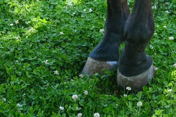 Zoccoli Cavallo Sul Prato Pascolo Dei Cavalli — Foto Stock