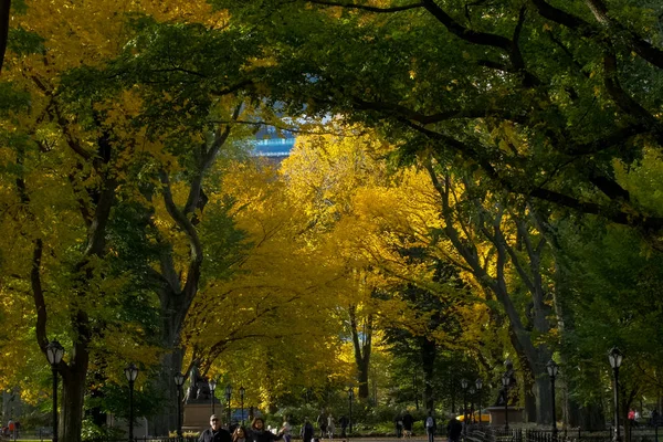 New York Usa June 2015 Walk Park Park New York — Stock Photo, Image