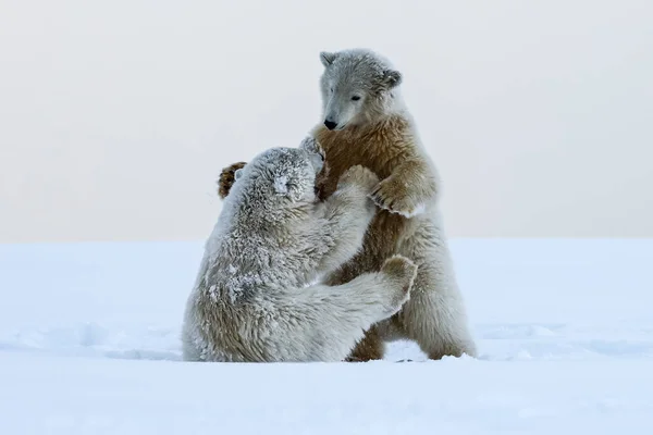 北极熊 北极北部食肉动物 自然栖息地中的北极熊 — 图库照片