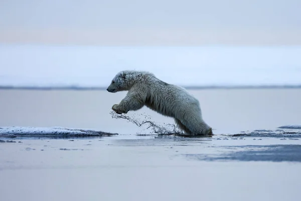 Niedźwiedź Polarny Północnej Arktyczny Drapieżnik Niedźwiedź Polarny Naturalnym Środowisku — Zdjęcie stockowe