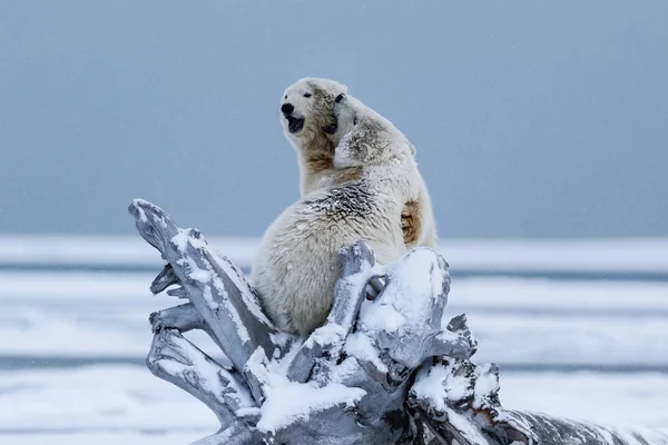 Oso Polar Depredador Ártico Del Norte Oso Polar Hábitat Natural — Foto de Stock