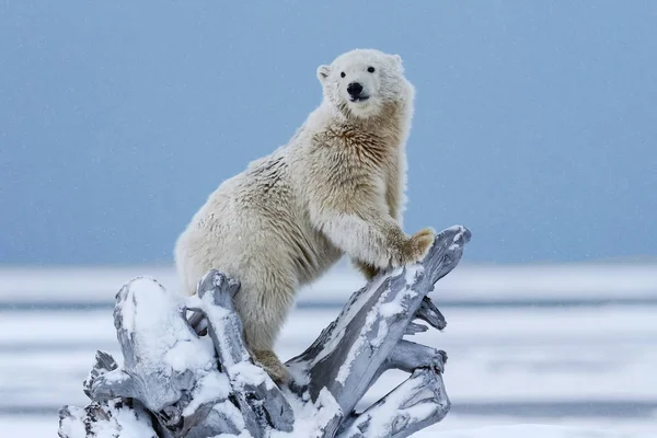 Urso Polar Predador Ártico Norte Urso Polar Habitat Natural — Fotografia de Stock