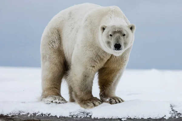 Urso Polar Predador Ártico Norte Urso Polar Habitat Natural — Fotografia de Stock
