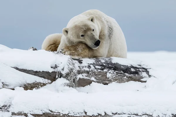 Orso Polare Predatore Artico Settentrionale Orso Polare Habitat Naturale — Foto Stock