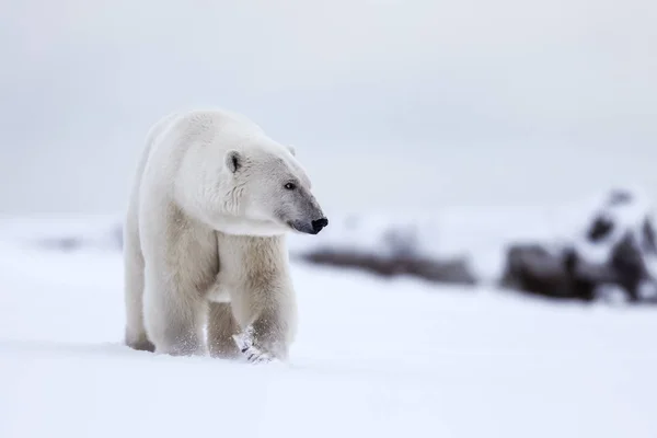 Πολική Αρκούδα Βόρειο Αρκτικό Θηρευτής Πολική Αρκούδα Στο Φυσικό Περιβάλλον — Φωτογραφία Αρχείου