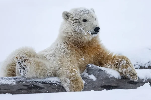 Isbjörn Norra Arktiska Predator Isbjörn Naturliga Livsmiljö — Stockfoto