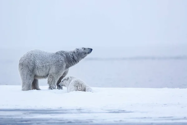 Lední Medvěd Severní Arktické Dravec Lední Medvěd Přirozeném Prostředí — Stock fotografie