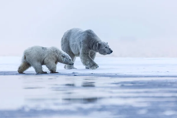 Oso Polar Depredador Ártico Del Norte Oso Polar Hábitat Natural — Foto de Stock