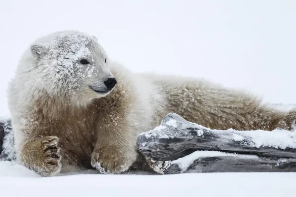 Niedźwiedź Polarny Północnej Arktyczny Drapieżnik Niedźwiedź Polarny Naturalnym Środowisku — Zdjęcie stockowe