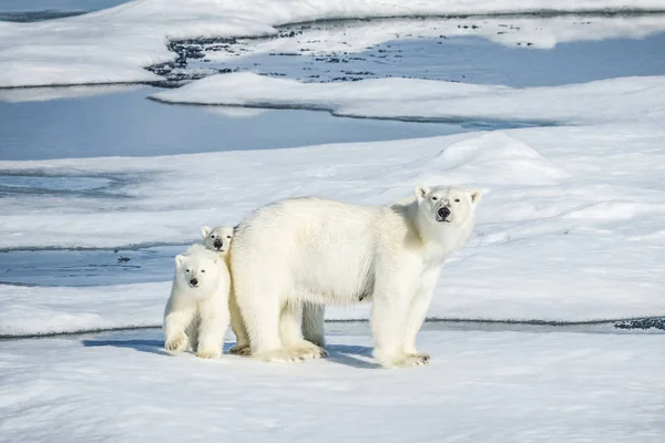 Белый Медведь Северный Арктический Хищник Белый Медведь Естественной Среде Обитания — стоковое фото