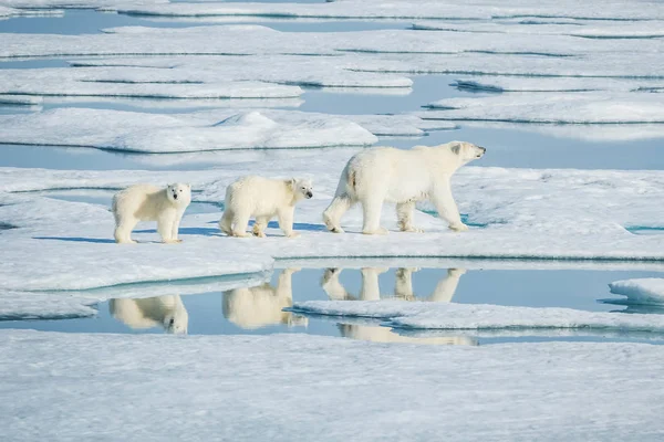 Niedźwiedź Polarny Północnej Arktyczny Drapieżnik Niedźwiedź Polarny Naturalnym Środowisku — Zdjęcie stockowe